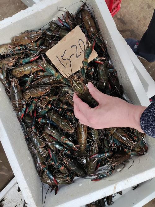 人工培育小龙虾新品种有何优势？-图2