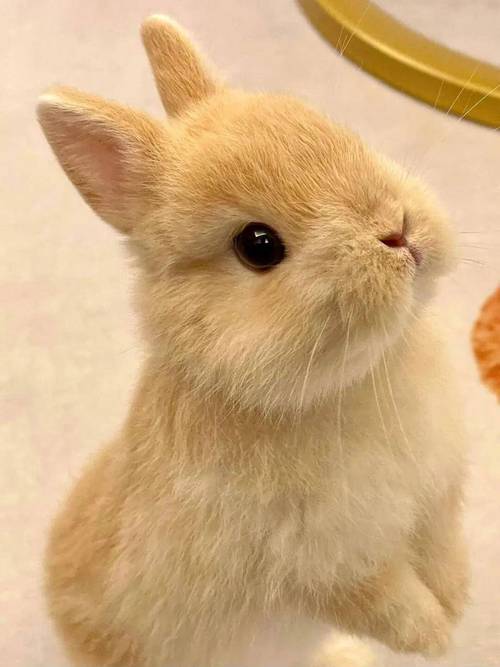 什么品种的小白兔最好养?-图2 什么品种的小白兔最好养?-图2