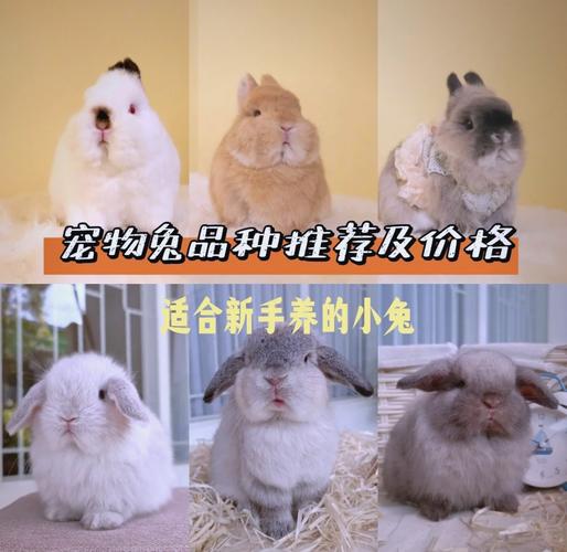 什么品种的小白兔最好养?-图3 什么品种的小白兔最好养?-图3