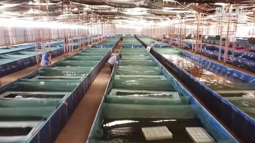 2025年龙虾养殖技术有哪些新突破?-图1 2025年龙虾养殖技术有哪些新突破?-图1