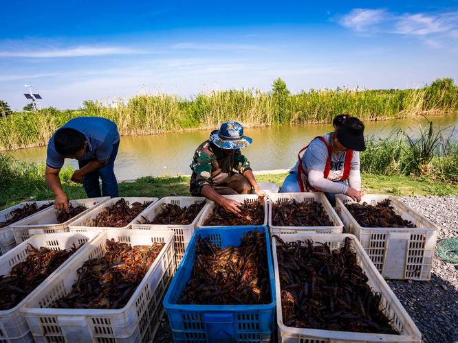 2025年龙虾养殖技术有哪些新突破?-图3 2025年龙虾养殖技术有哪些新突破?-图3