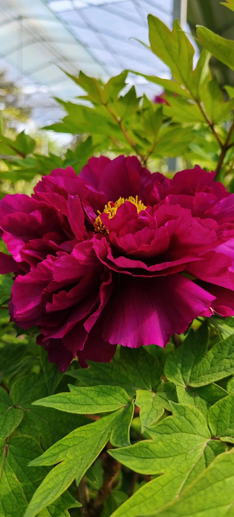 牡丹花最美的8个品种-图1 牡丹花最美的8个品种-图1