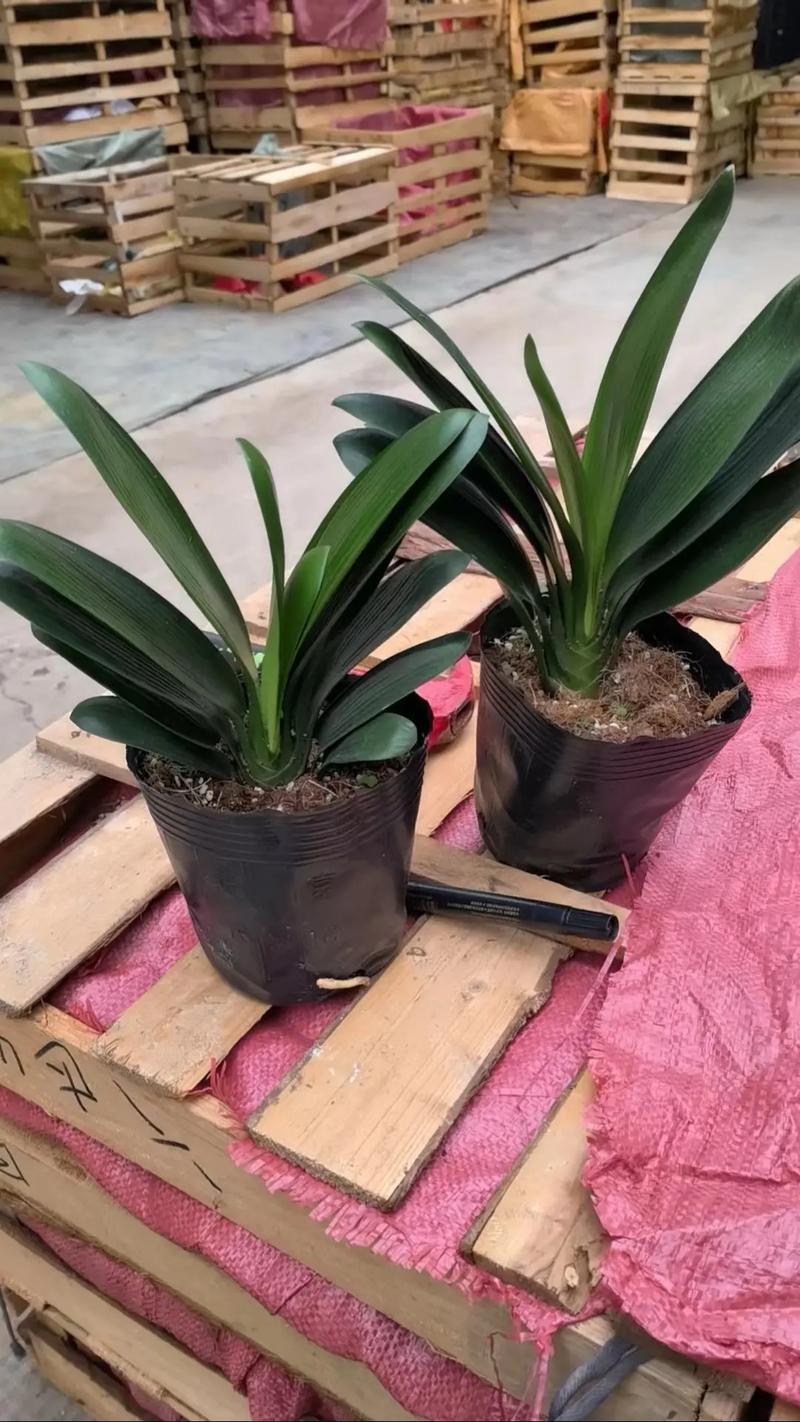 圆宝君子兰是什么品种？-图1