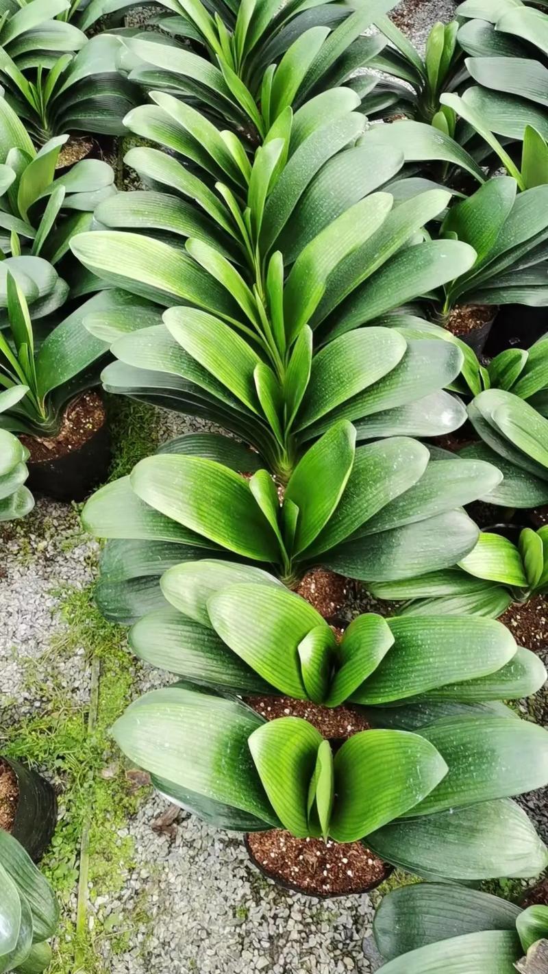 圆宝君子兰是什么品种？-图2