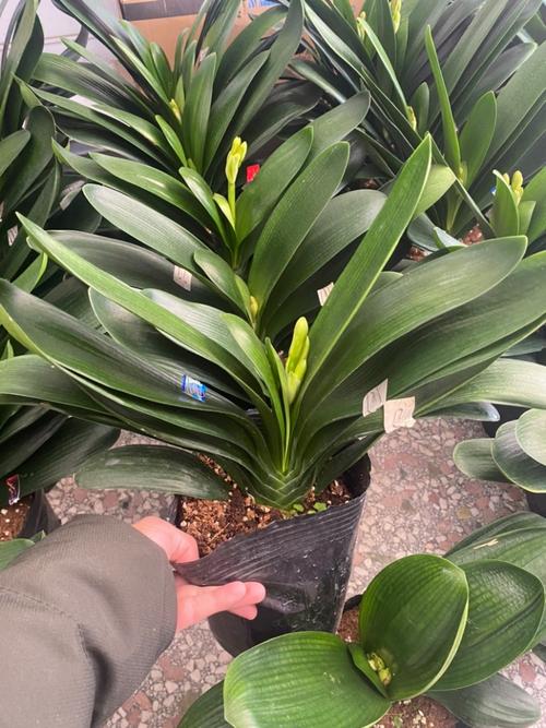 圆宝君子兰是什么品种？-图3