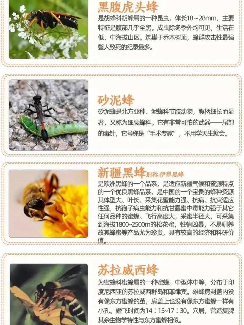 什么中蜂品种适合养强群？-图1