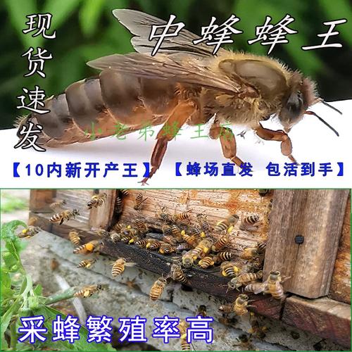 什么中蜂品种适合养强群？-图2
