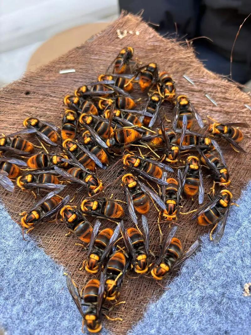 什么中蜂品种适合养强群？-图3