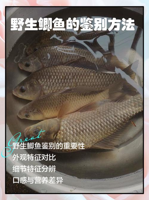 罗非鱼鲫鱼混养,如何搭配效益高?-图2 罗非鱼鲫鱼混养,如何搭配效益高?-图2