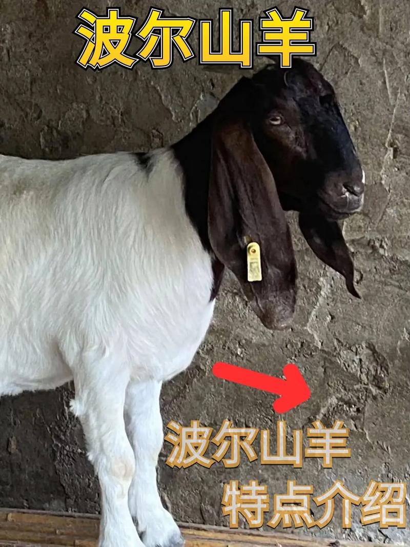 2012年波尔山羊价格具体是多少?-图1 2012年波尔山羊价格具体是多少?-图1