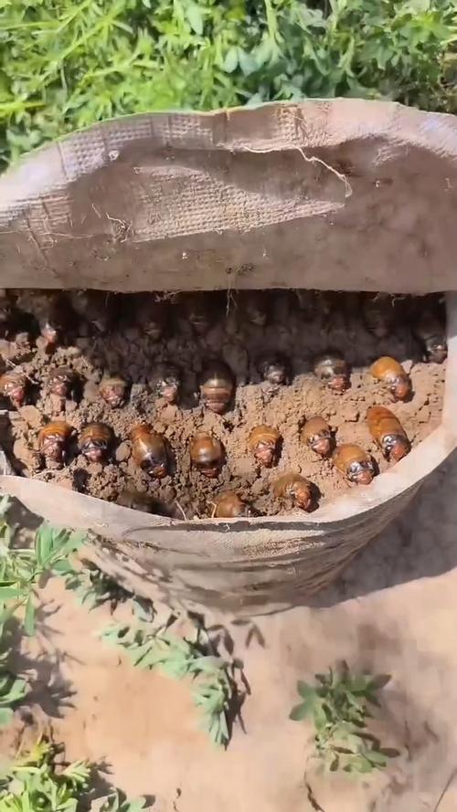 2025金蝉养殖技术有哪些新突破？-图2