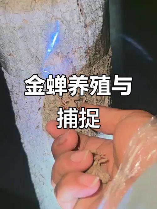 2025金蝉养殖技术有哪些新突破？-图3