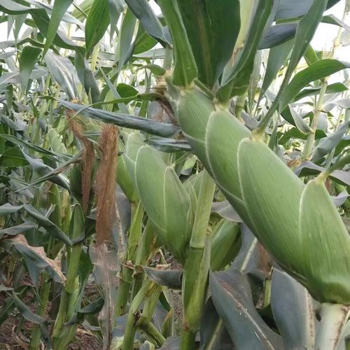 糯玉米种子哪种品种更优质？-图3