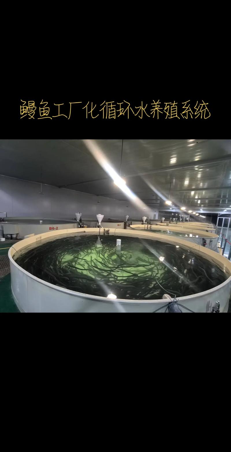 2025年鳝鱼养殖技术有何新突破?-图1 2025年鳝鱼养殖技术有何新突破?-图1