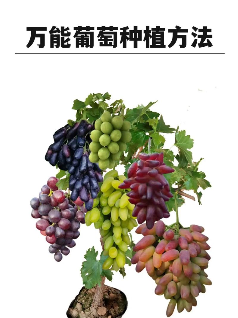 8611葡萄种植技术有哪些关键要点?-图1 8611葡萄种植技术有哪些关键要点?-图1