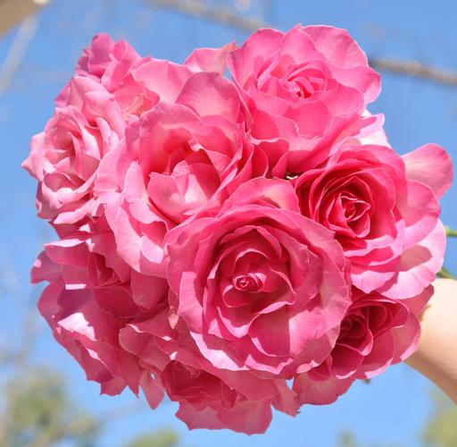 玫瑰花有个品种叫糖果-图2 玫瑰花有个品种叫糖果-图2