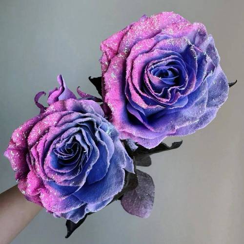 玫瑰花有个品种叫糖果-图3 玫瑰花有个品种叫糖果-图3