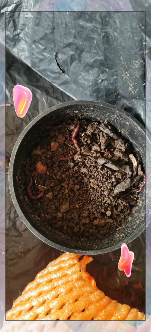 蚯蚓 孵化 技术视频-图1 蚯蚓 孵化 技术视频-图1