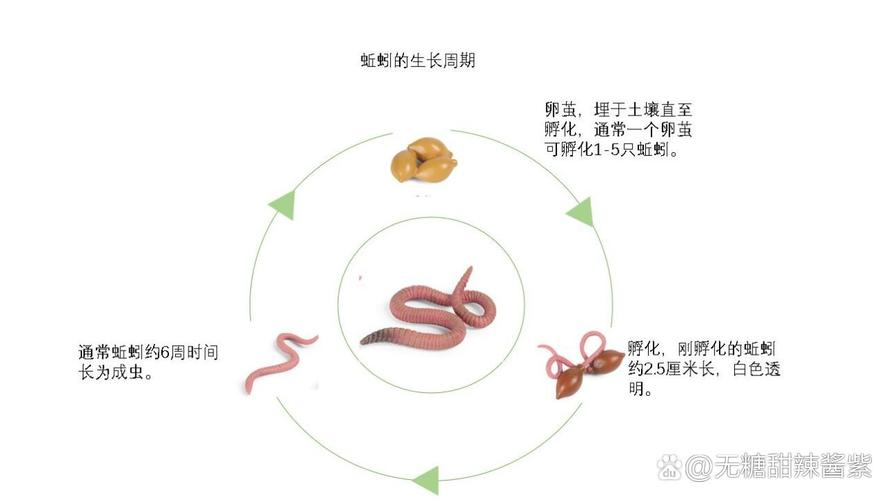 蚯蚓 孵化 技术视频-图2 蚯蚓 孵化 技术视频-图2
