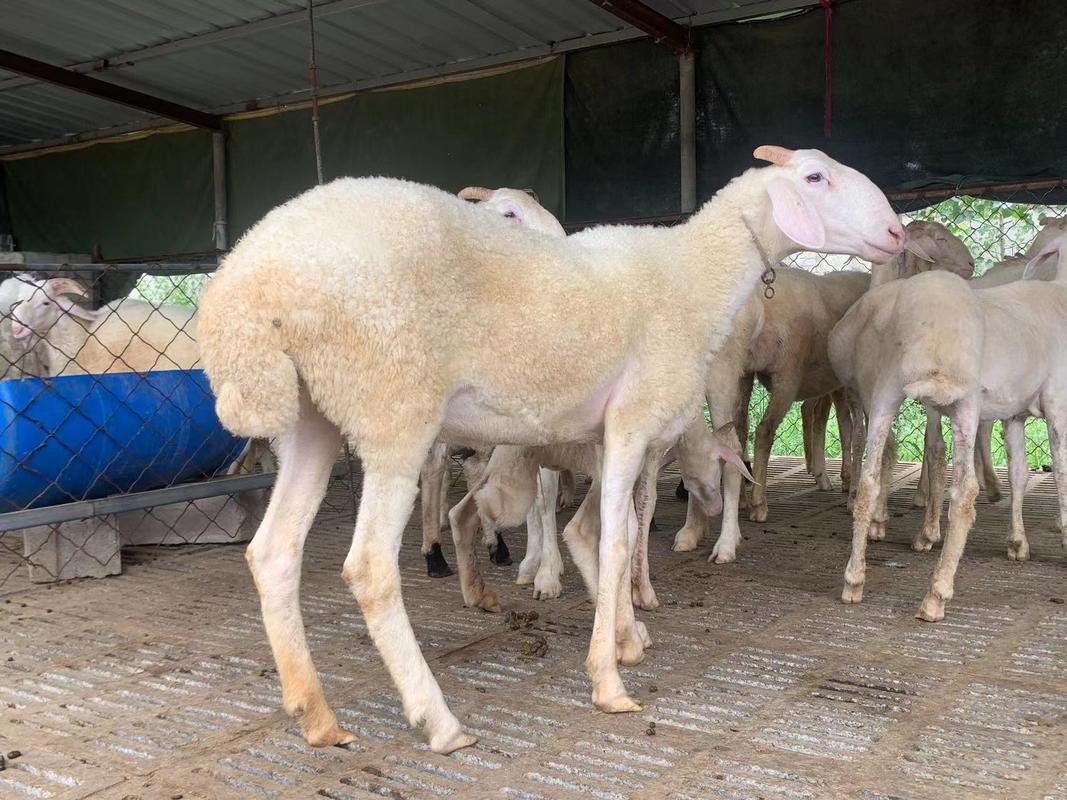 本地小尾寒羊养殖技术要点有哪些?-图1 本地小尾寒羊养殖技术要点有哪些?-图1