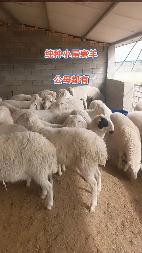本地小尾寒羊养殖技术要点有哪些?-图2 本地小尾寒羊养殖技术要点有哪些?-图2