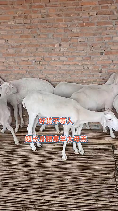 小尾寒羊与吉林白条价格有何关联?-图1 小尾寒羊与吉林白条价格有何关联?-图1