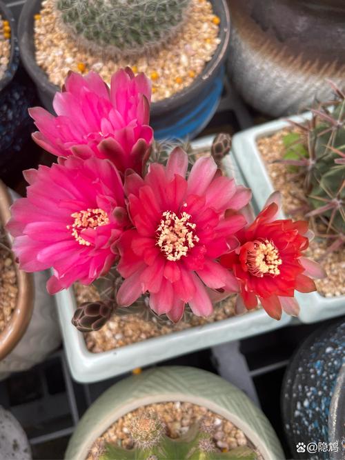 红色仙人掌有哪些常见品种?-图3 红色仙人掌有哪些常见品种?-图3