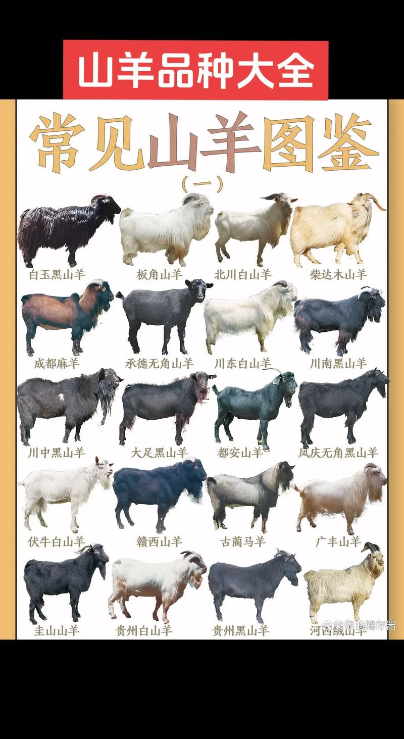 2012年肉羊品种价格行情如何？-图1