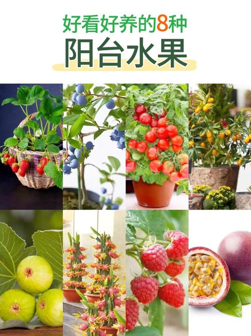 水果种植新品种有哪些?-图1 水果种植新品种有哪些?-图1