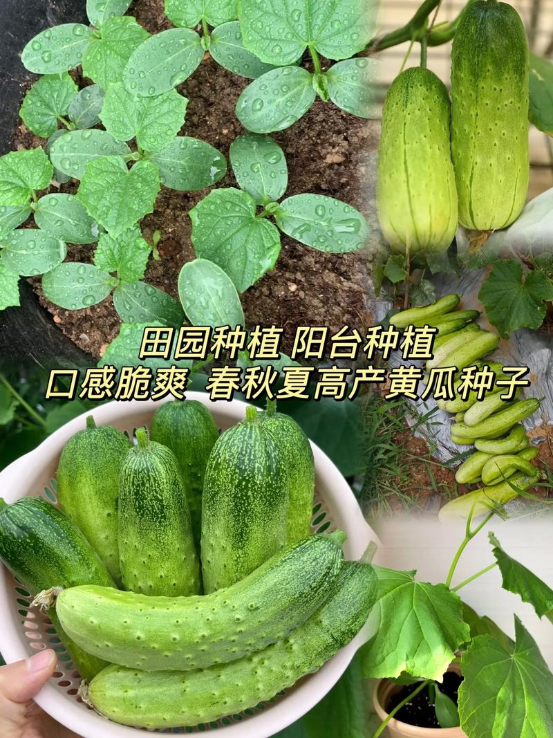 水果种植新品种有哪些?-图3 水果种植新品种有哪些?-图3