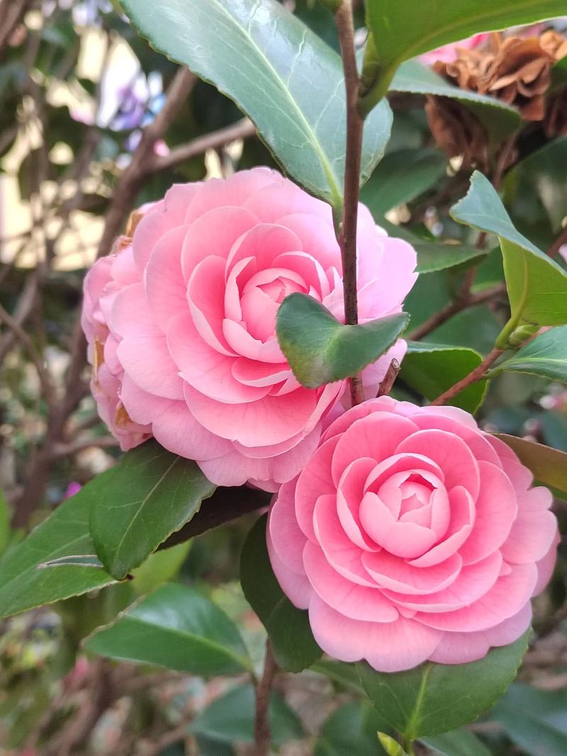 粉色山茶花具体是哪个品种？-图2