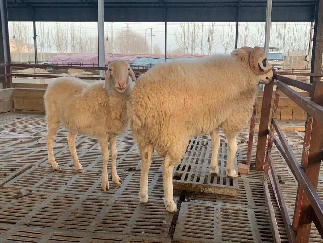 山东小尾寒羊养殖技术有哪些关键要点？-图3