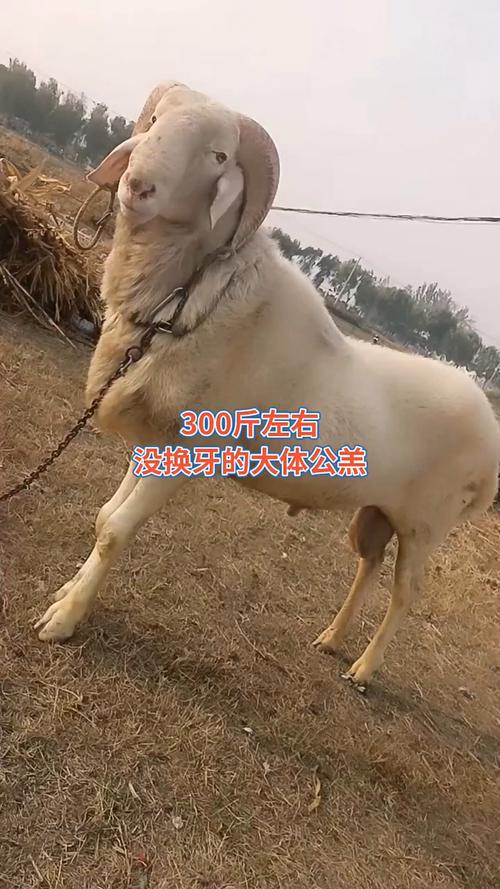 山东小尾寒羊养殖技术有哪些关键要点？-图2