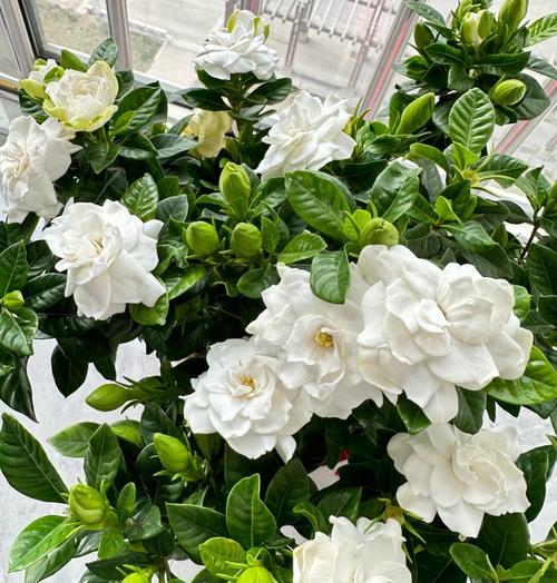 栀子花哪个品种最好？-图1