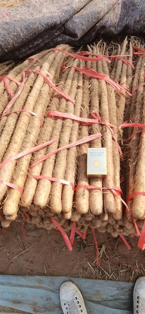 园山药优良品种有哪些?-图2 园山药优良品种有哪些?-图2