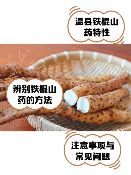 园山药优良品种有哪些?-图1 园山药优良品种有哪些?-图1