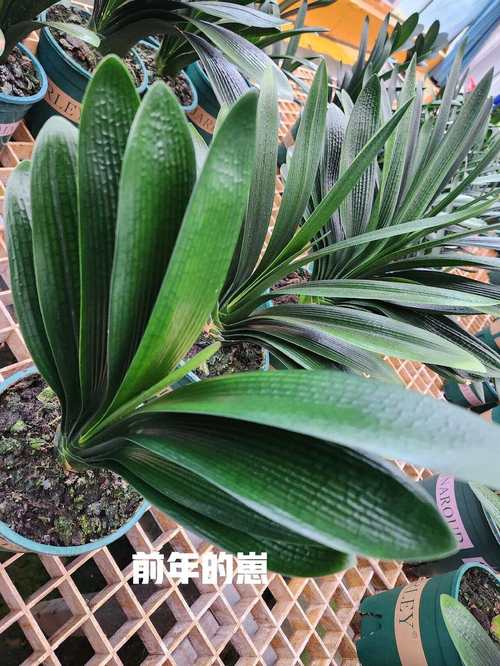 黑油匠君子兰品种特征是什么？-图1