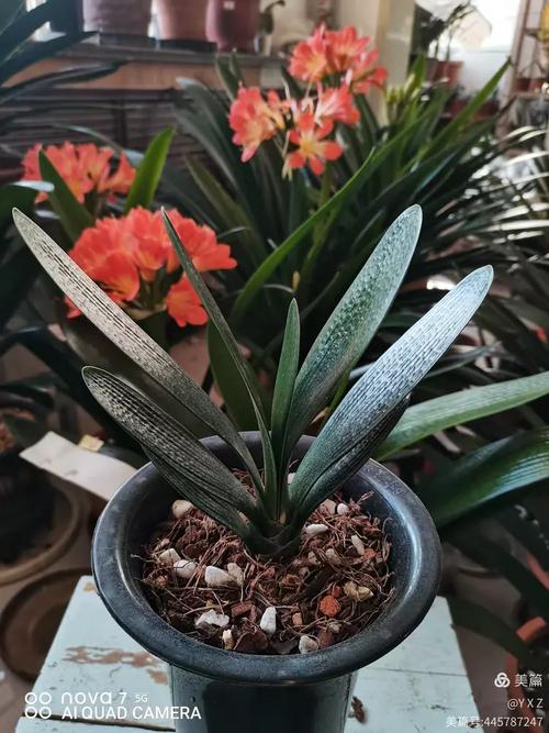 黑油匠君子兰品种特征是什么？-图3