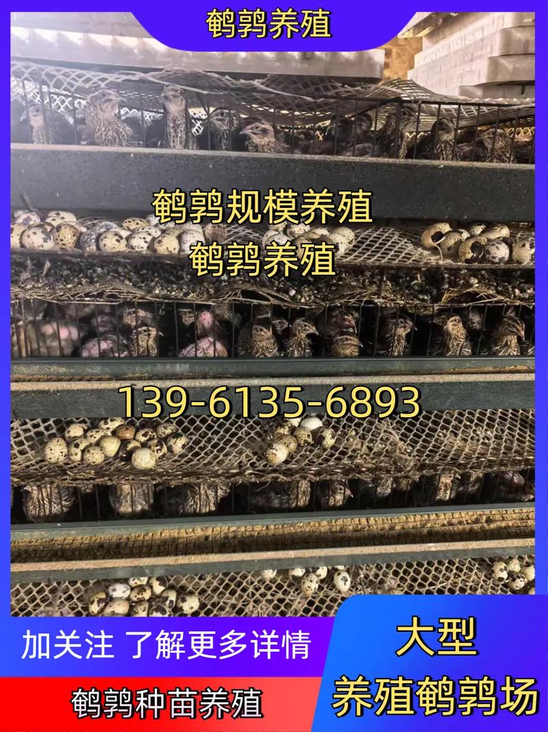 2025鹌鹑养殖技术有哪些新突破？-图1