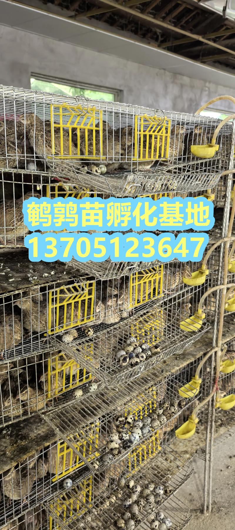 2025鹌鹑养殖技术有哪些新突破？-图2