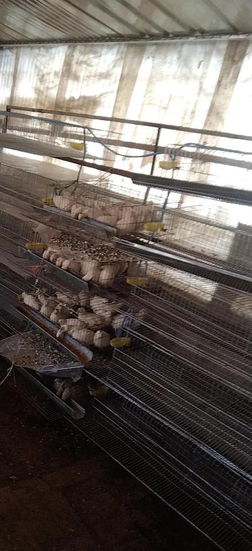 2025鹌鹑养殖技术有哪些新突破？-图3