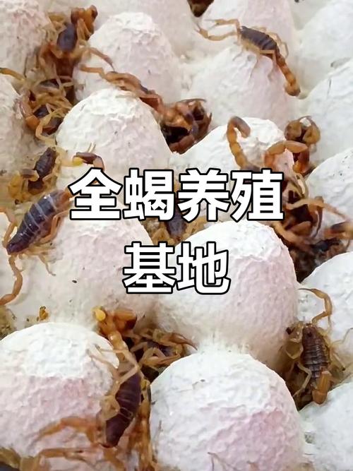2025蝎子养殖技术有哪些新突破？-图2
