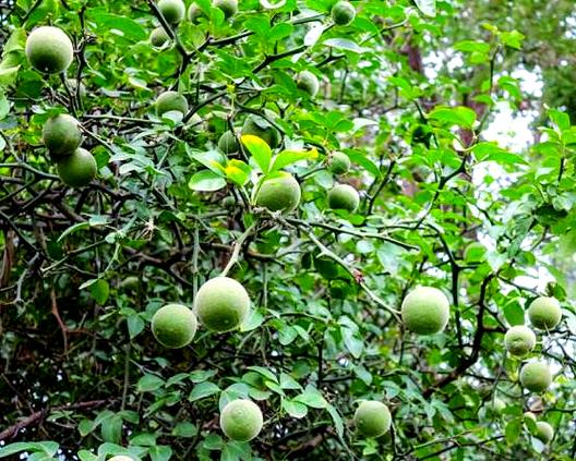 哪种桔子树有刺？-图1