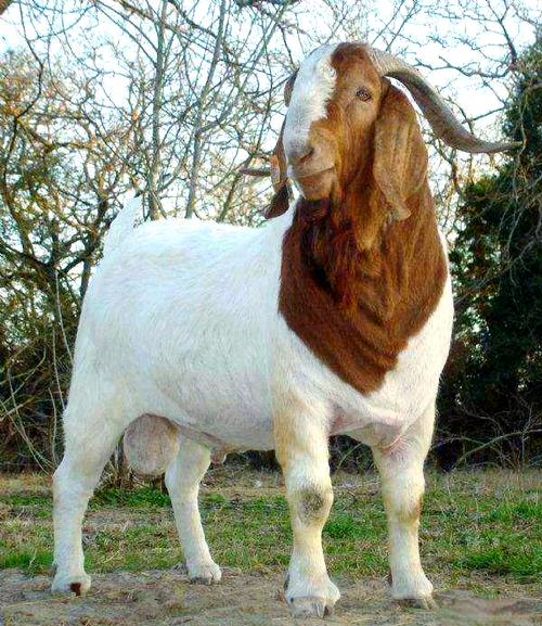 什么品种的山羊长得最快?-图3 什么品种的山羊长得最快?-图3