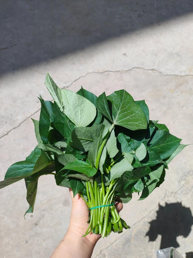 专产红苕尖的蔬菜品种有何特别之处?-图3 专产红苕尖的蔬菜品种有何特别之处?-图3