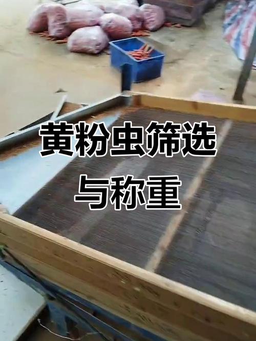 黄粉虫养殖技术39,关键点是什么?-图1 黄粉虫养殖技术39,关键点是什么?-图1