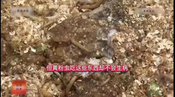 黄粉虫养殖技术39,关键点是什么?-图2 黄粉虫养殖技术39,关键点是什么?-图2