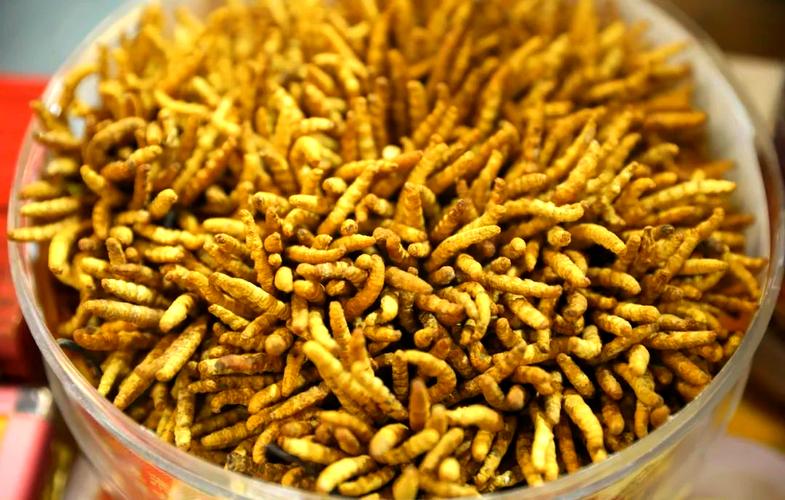 黄粉虫养殖技术39,关键点是什么?-图3 黄粉虫养殖技术39,关键点是什么?-图3