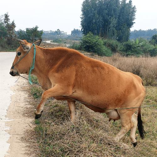 选啥品种母牛做繁殖好？-图2