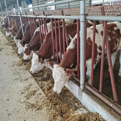 选啥品种母牛做繁殖好？-图1